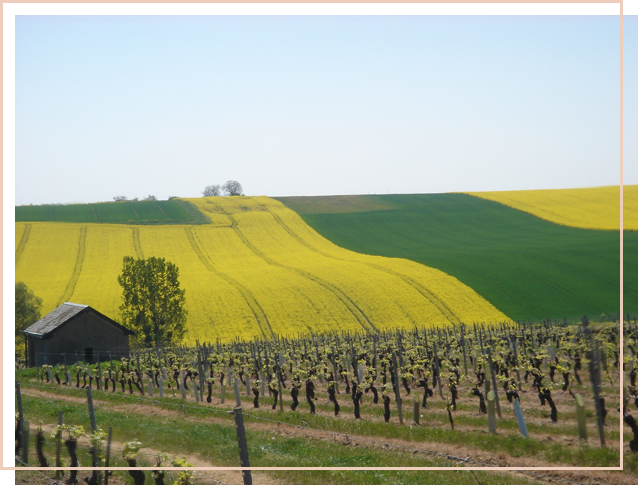 domaine viticole, vignoble Reuilly (36)